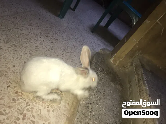 ارانب هاي بلس