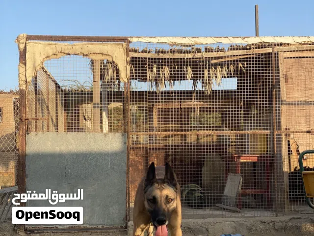 كلب مالينو انثى سلاله قويه