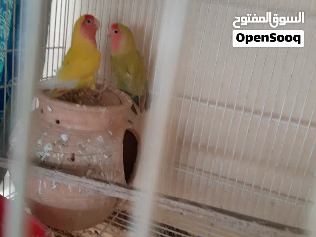 للبيع طيور روز