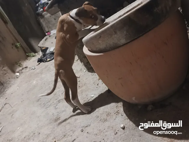 جرو بتبل عمر شهرين