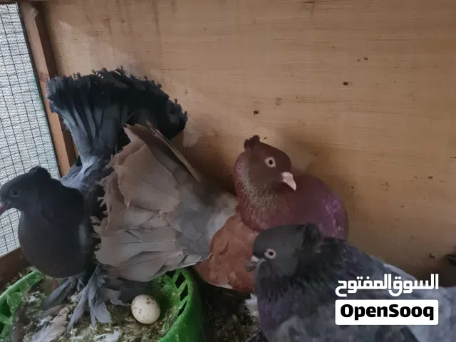 حمام عرايس،
