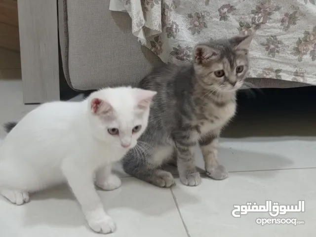 قطتين منزليتين للتبني
