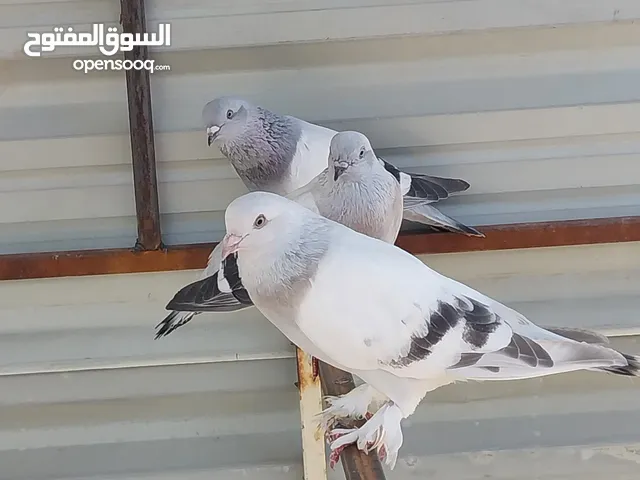 حمام مسكي زينه