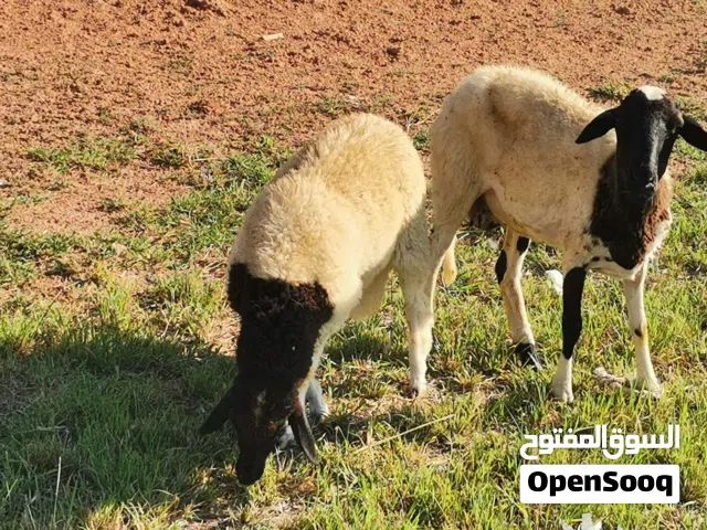 السلام عليكم انعاج للبيع قصربن غشير