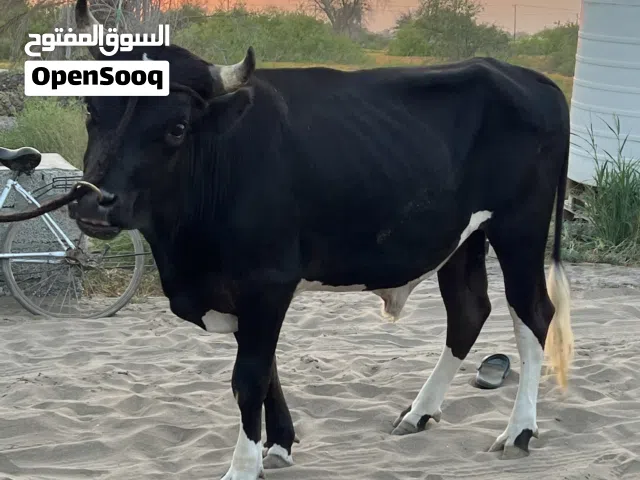 ثورللبيع قالع ضرسين