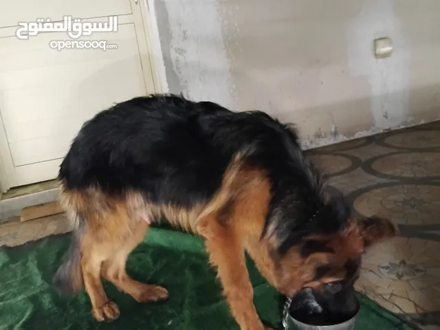 female german shepherd verry friendly  انثى جيرمن شيبرد اليفه وتربية منزل  long hair king size