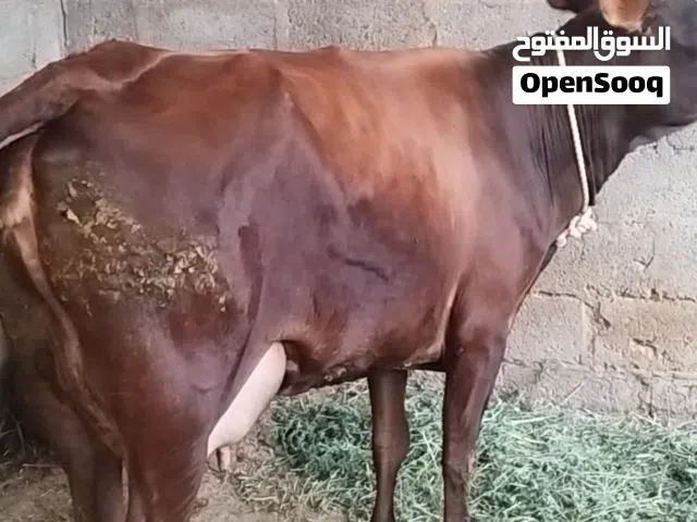بقره جيرسي مربيه تحتها عجل تحلب 9 غرشات مال 200 بيسه تحلب الصباح 4 غرشات والمغرب 4 غرشات