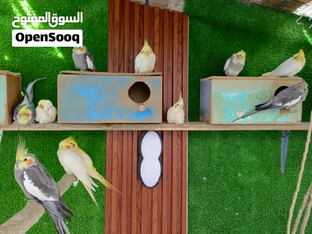 طيور كوكتيل تبزير عراقي