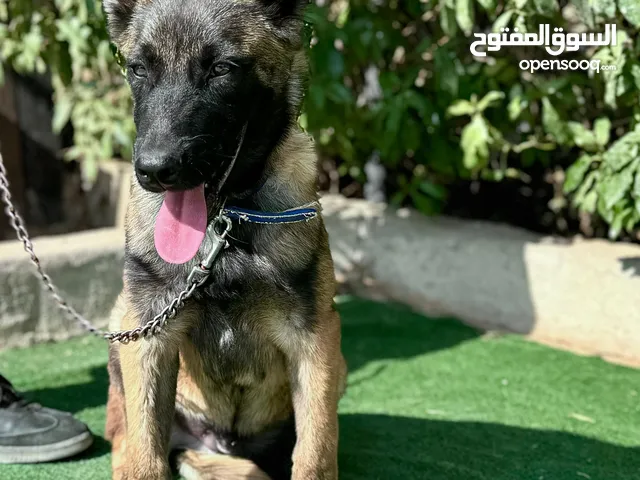 جراء بلجن مالينو و الراعي الهولندي (Belgian Malinois & Dutch Shepherd)