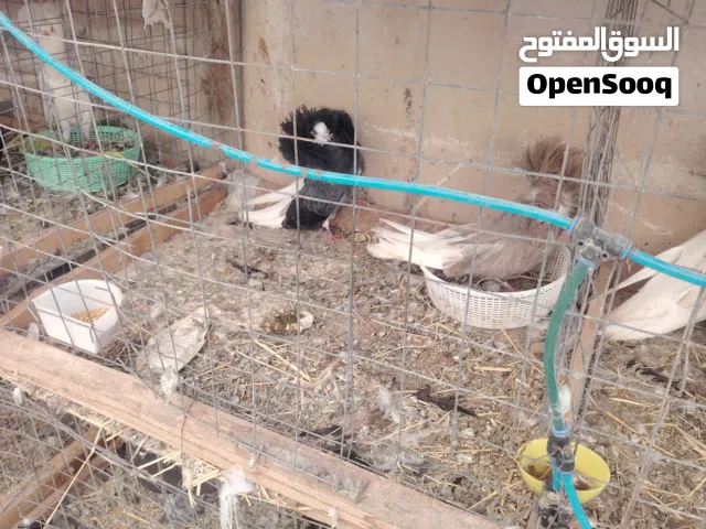 حمام زينه للبيع