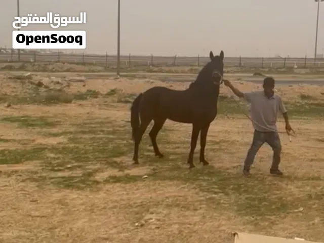 فرس فرنسيه