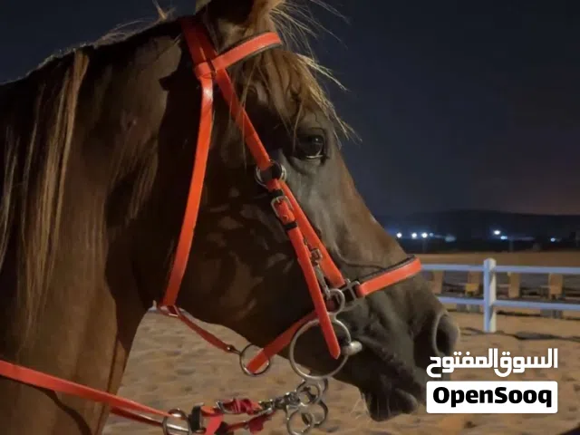 فحل بيعه مستعيله