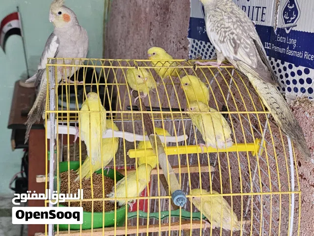 طيور حب العدد13 طير اصلي عيون حمر هنه وقفصهن رايدهن ب50وبيهن مجال للشاراي