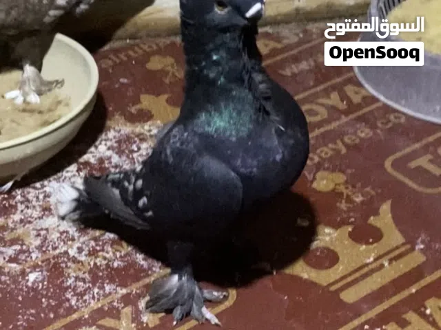 متاح حمام بلادمير