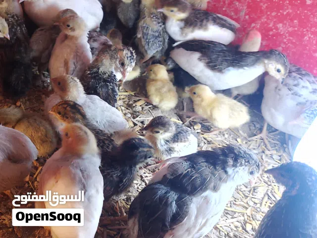 سمان صيني عمر الانتاج