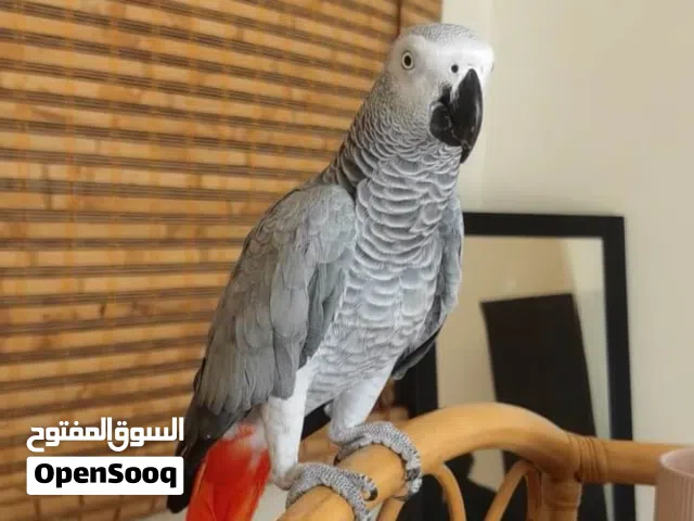 وصول شحنه طيور كاسكو كوكاتو مكاو امازون