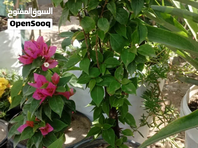 للبيع زهور خارجية