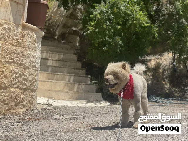 تشاو تشاو بيور للبيع