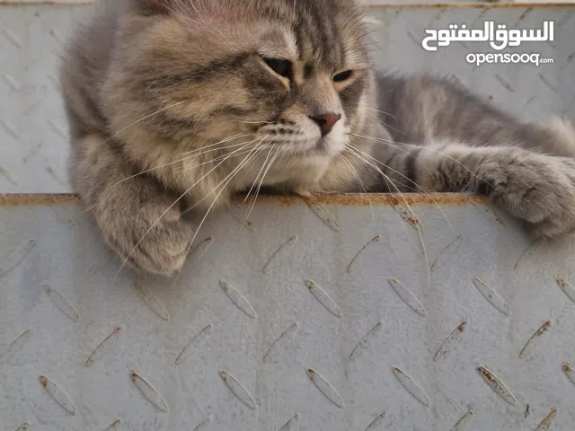 this is the male cat