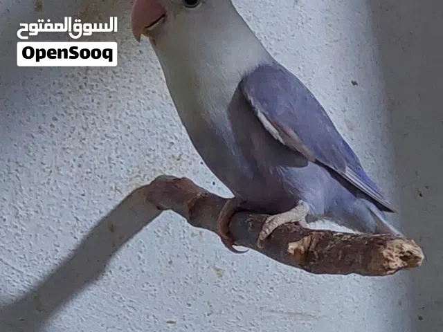 فرخ روز سينامون اوبلاين نهدي للتاكيل اليدوي