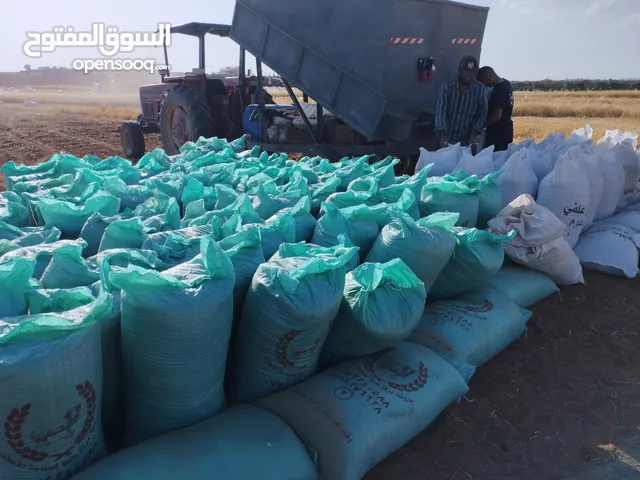 شعير للبيع حصيد البارح