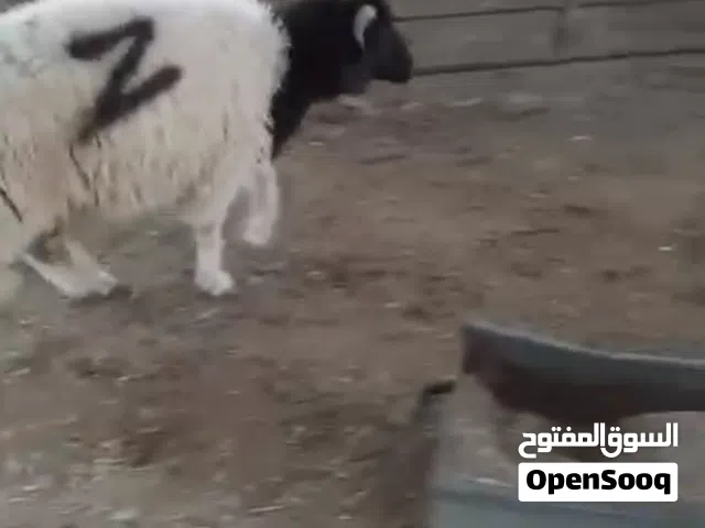 مصراته حولي الله يبارك  العمر بين 7/8 شهور