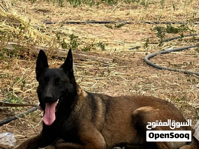 السلام عليكم  عندي كلب مالينواه  للبيع  فل اوامر ربي يبارك  عمرها سنة و4شهور