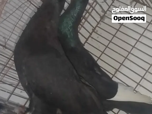 جوز الفحل ملحى والطيره مسوده سلافر