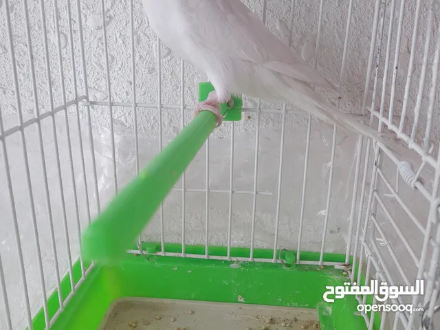 انثى حب البينو عين حمرا جاهزه