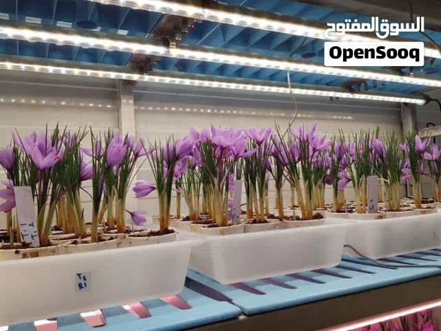 الخبير والاستشاري الدولي في الزراعة المائية والزراعة الحديثة يقدم خدمات احترافية