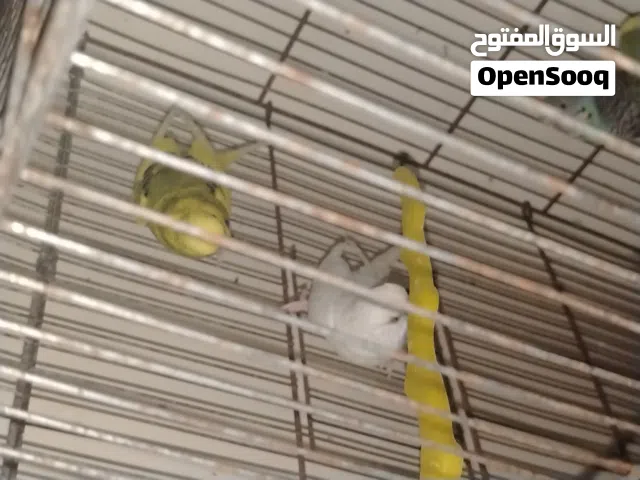 جوز حب بعدهن جداد جاهزات  صحة ونضافة طيرة البينيوم عيون حمر (أقرأ الوصف )10د
