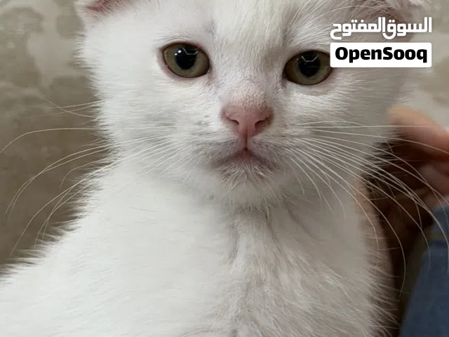 Scottish fold kittens