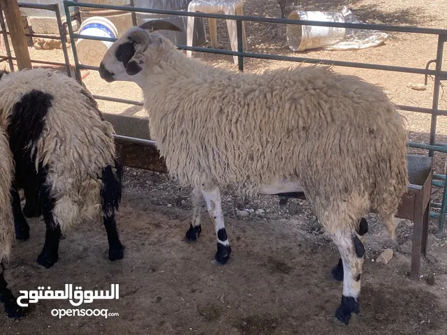 5خرفان ثقال للبيع