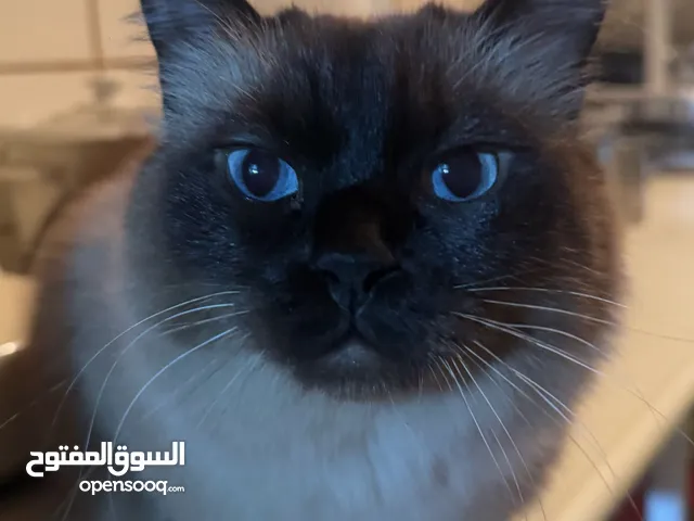 A himalayan cat is looking for a new home