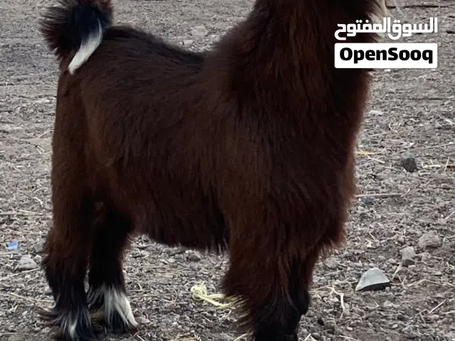 للبيع سخل سعيدي مشروع فحل