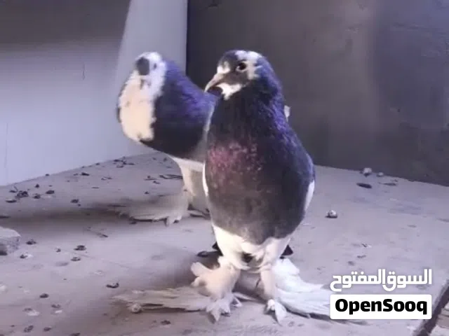 حمام أبو الفاخه