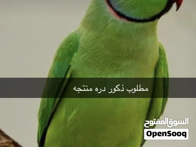 مطلوب ذكور دره غير أليفات   تعال وقول سعرك