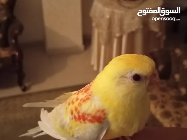 ببغاء مزمير للبيع او البدل على جوز كوكتيل أو روز أو حب
