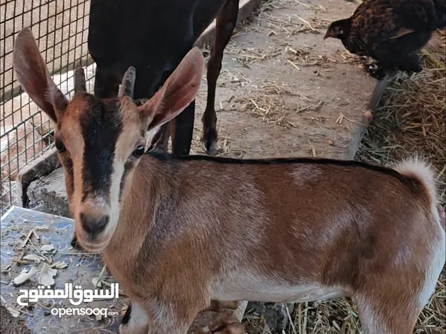 شاة وابنتها شبيهة الغزال البري