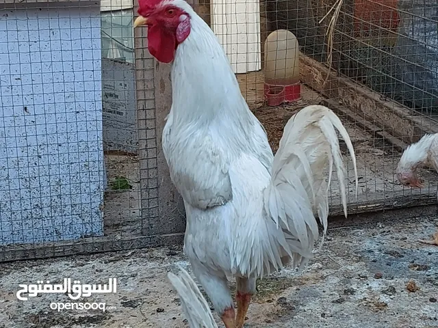 دجاج عرب أصليات