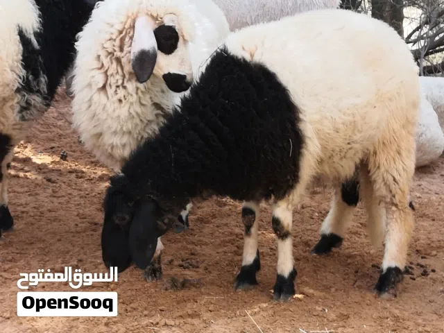 زوز فطايم ماشاء الله