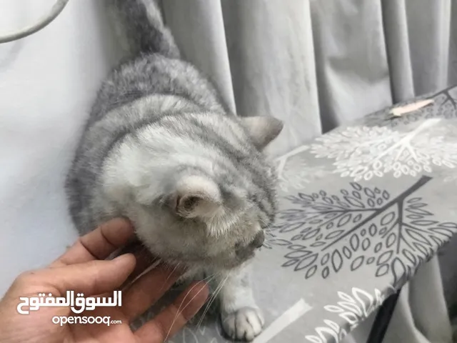قط سكوتيش فولد