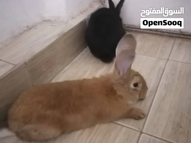 جوز أرانب نيوزلندي