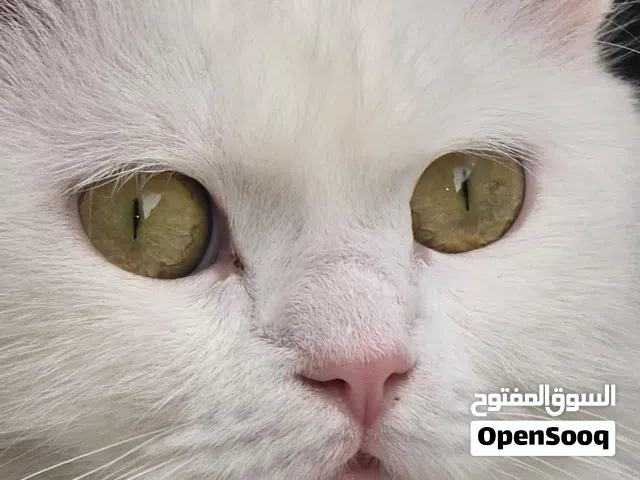 قطة شيرازي انثى للتبني