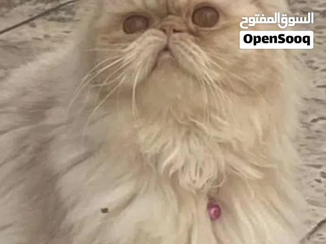 انثى بيرشن منتجة مستوى رائع عمر سنة بسعر حرررق