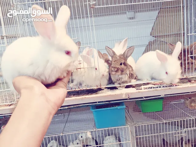 RABBITS FOR SALE