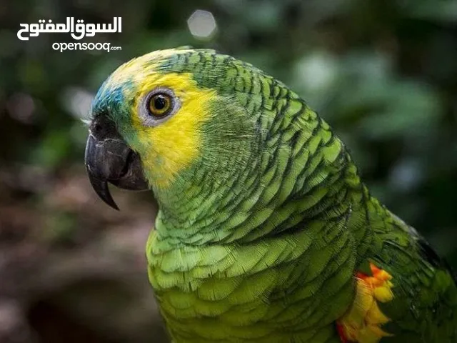 امازون بلوفرنتد