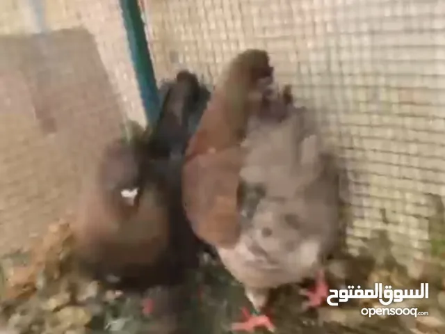 شوف اللي يعجبك