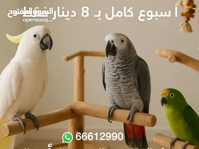 تدريب الطيور وفندقة