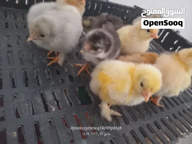 كتكوت هجين برهما وباندا تبارك الرحمن
